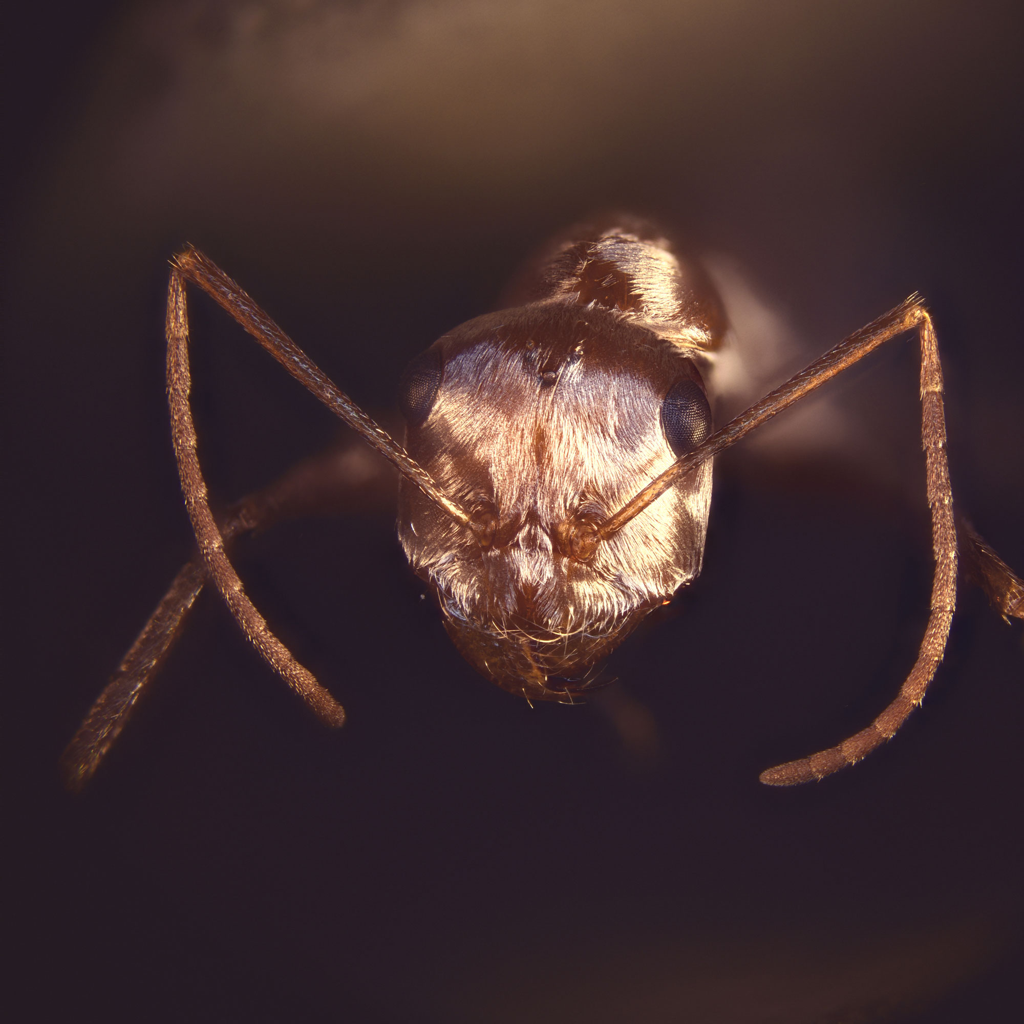 Macro photograph of a Saharan silver ant and its reflective hair coat